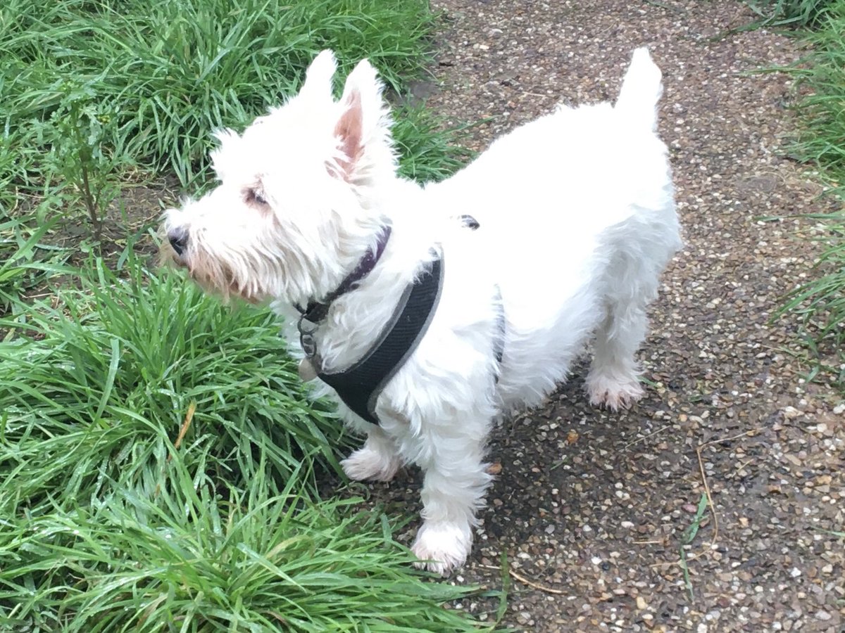 Tikki the Westie, Kila and 🌈Oscar🌈, #ZSHQ (@dogdazeuk) on Twitter photo #ZSFoundersDay
#ZSHQ #ZZST
#ZombieSquadHQ
♥️<a href="/BraveWinston/">Billy, nephew of FF Winston 💖 son of Bruv 💛</a>
<a href="/ZombieSquadHQ/">ZombieSquadHQ💖💚🧡💚🩵©</a>
<a href="/GeneralBazz/">GENERAL BAZZ - GENERAL,LORD BIDDY(ANGEL)</a>
<a href="/Helen09Porter/">Finlay the Westie & his Mom</a>
RaaAaa! #ZSFoundersDay
#ZSHQ #ZZST
#ZombieSquadHQ
♥️<a href="/BraveWinston/">Billy, nephew of FF Winston 💖 son of Bruv 💛</a>
<a href="/ZombieSquadHQ/">ZombieSquadHQ💖💚🧡💚🩵©</a>
<a href="/GeneralBazz/">GENERAL BAZZ - GENERAL,LORD BIDDY(ANGEL)</a>
<a href="/Helen09Porter/">Finlay the Westie & his Mom</a>
RaaAaa!