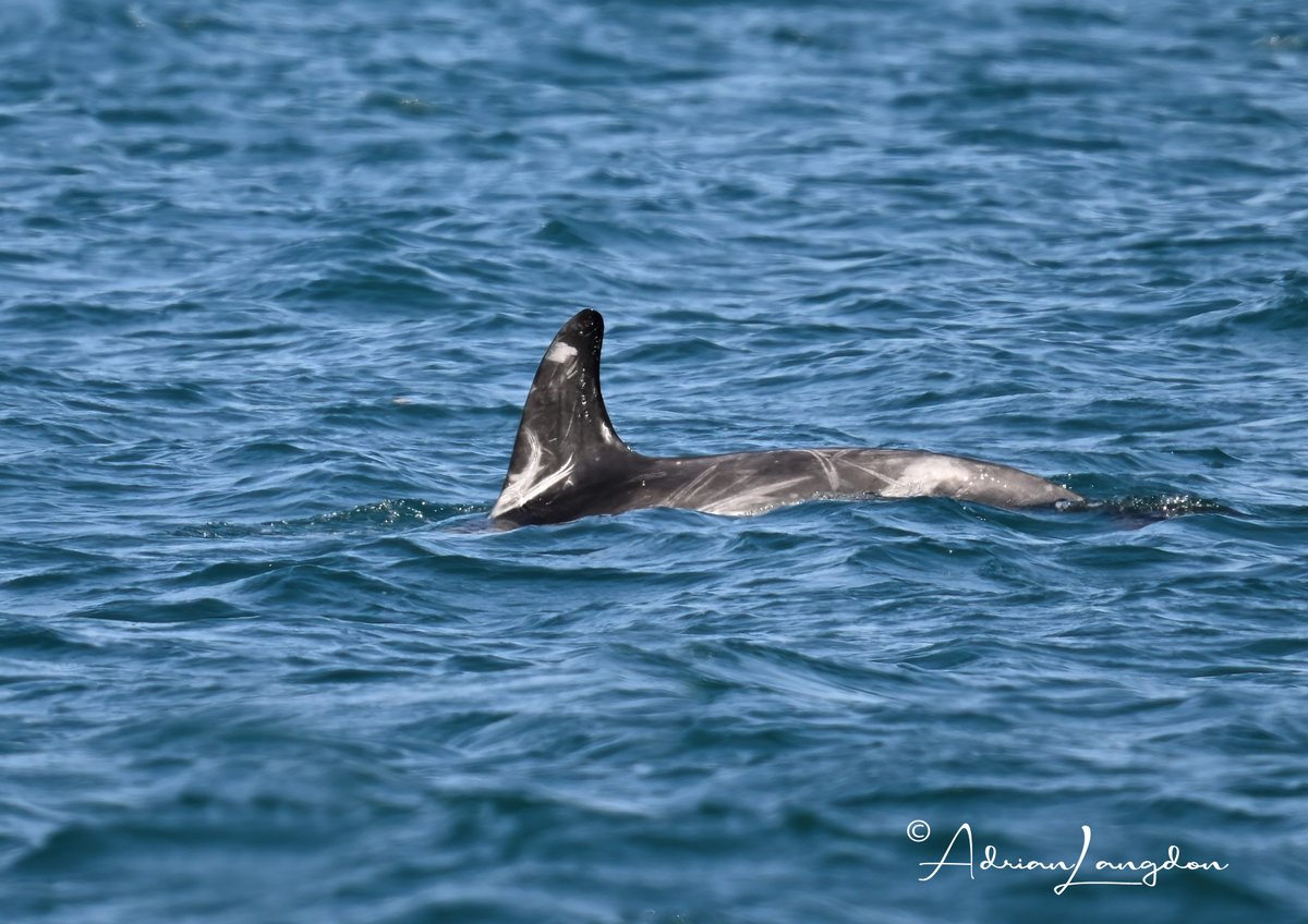 Adrian Langdon (@maxshearwater) on Twitter photo Risso's Dolphins today off the N Cornish coast whilst on our <a href="/csgrt/">carolina sanchez</a> seal survey. #wildcornwall <a href="/camelbirder/">Derek Julian</a> <a href="/Kernowringer/">Peter Roseveare</a> <a href="/BobBosisto/">Bob Bosisto</a> <a href="/JasminaGoodair/">Jasmina Goodair</a> <a href="/newquayseasafar/">newquay sea safaris</a> Risso's Dolphins today off the N Cornish coast whilst on our <a href="/csgrt/">carolina sanchez</a> seal survey. #wildcornwall <a href="/camelbirder/">Derek Julian</a> <a href="/Kernowringer/">Peter Roseveare</a> <a href="/BobBosisto/">Bob Bosisto</a> <a href="/JasminaGoodair/">Jasmina Goodair</a> <a href="/newquayseasafar/">newquay sea safaris</a>
