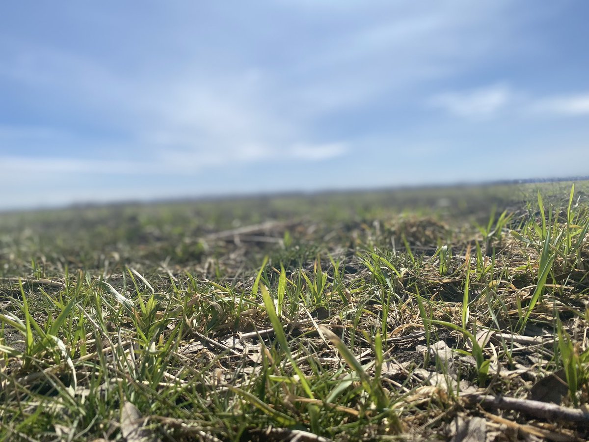 Hoo_Is_The_Owl's tweet photo. Warmer Weather = Weed Growth
Get control of early season grass and broadleaf weeds with Insight ยฎ Liquid SC Fastest Burn Off Product on The Market. ๐ฅ@gowancanada
#plant25 #cndag #kochia #wildoats https://t.co/2TegeSA6OF