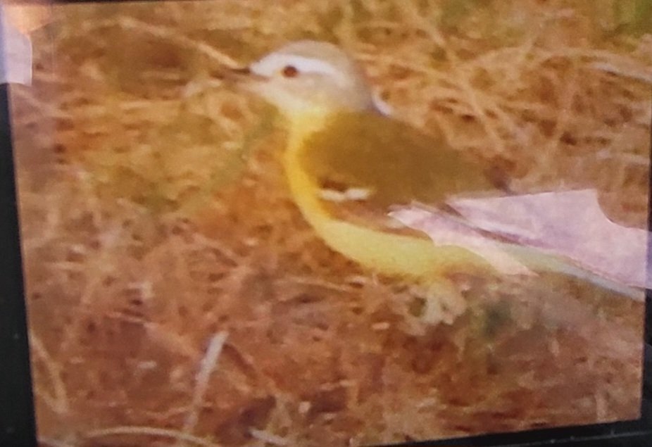 Channel wagtail back at dairy farm rd rainford tonight <a href="/sthelensbirds/">St Helens Birds</a> <a href="/RSPBLiverpool/">RSPB Liverpool</a>