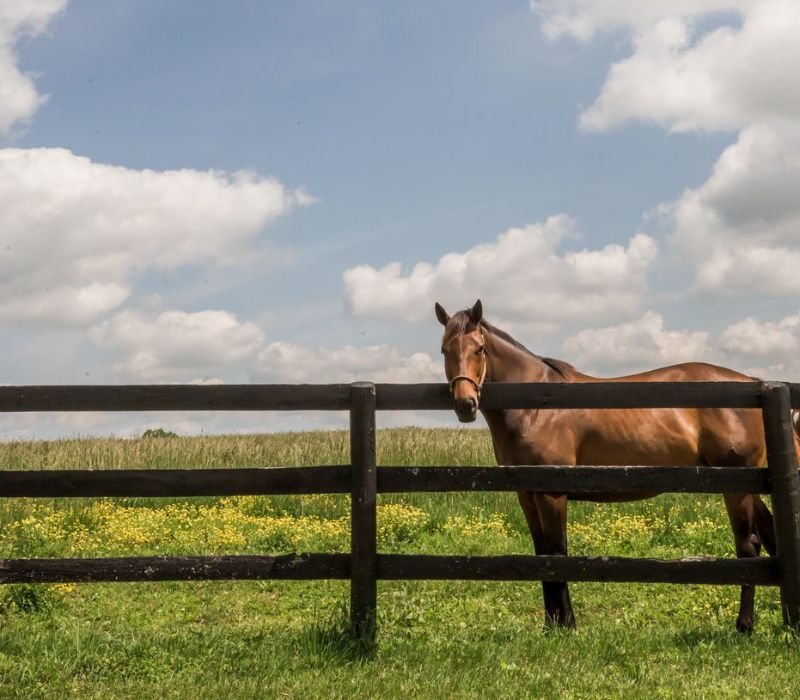 connectmeetings's tweet image. Lexington is perfect for meetings—easy to reach, packed with unique attractions, and home to 14 convention hotels and 9,000+ rooms. Just 15 minutes from the airport and downtown. Discover all the Horse Capital of the World has to offer!
visitlex.com/meetings/
#ShareTheLEX