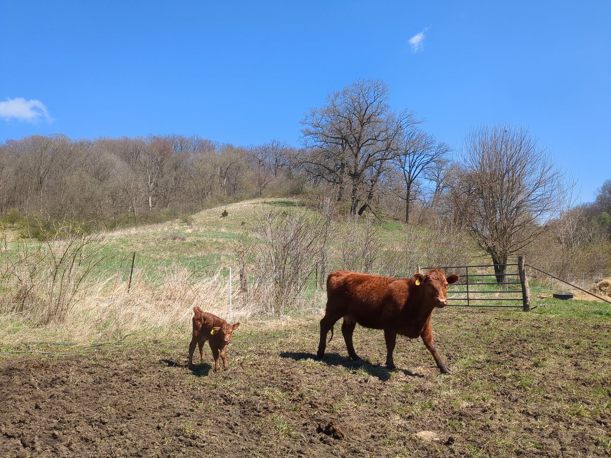 pclarkallen's tweet image. Beautiful day to be born. Calving season in full swing and we are headed out to the pastures to start grazing.