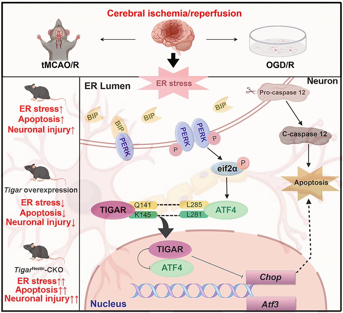 #JNeurosci: Chen, Tang et al. identified the protein TIGAR as a key regulator of ER stress in neurons during ischemic injury in mice. Enhancing TIGAR expression could be a promising approach to protect cells &amp; improve recovery in conditions like stroke.
jneurosci.org/lookup/DOI/10.…