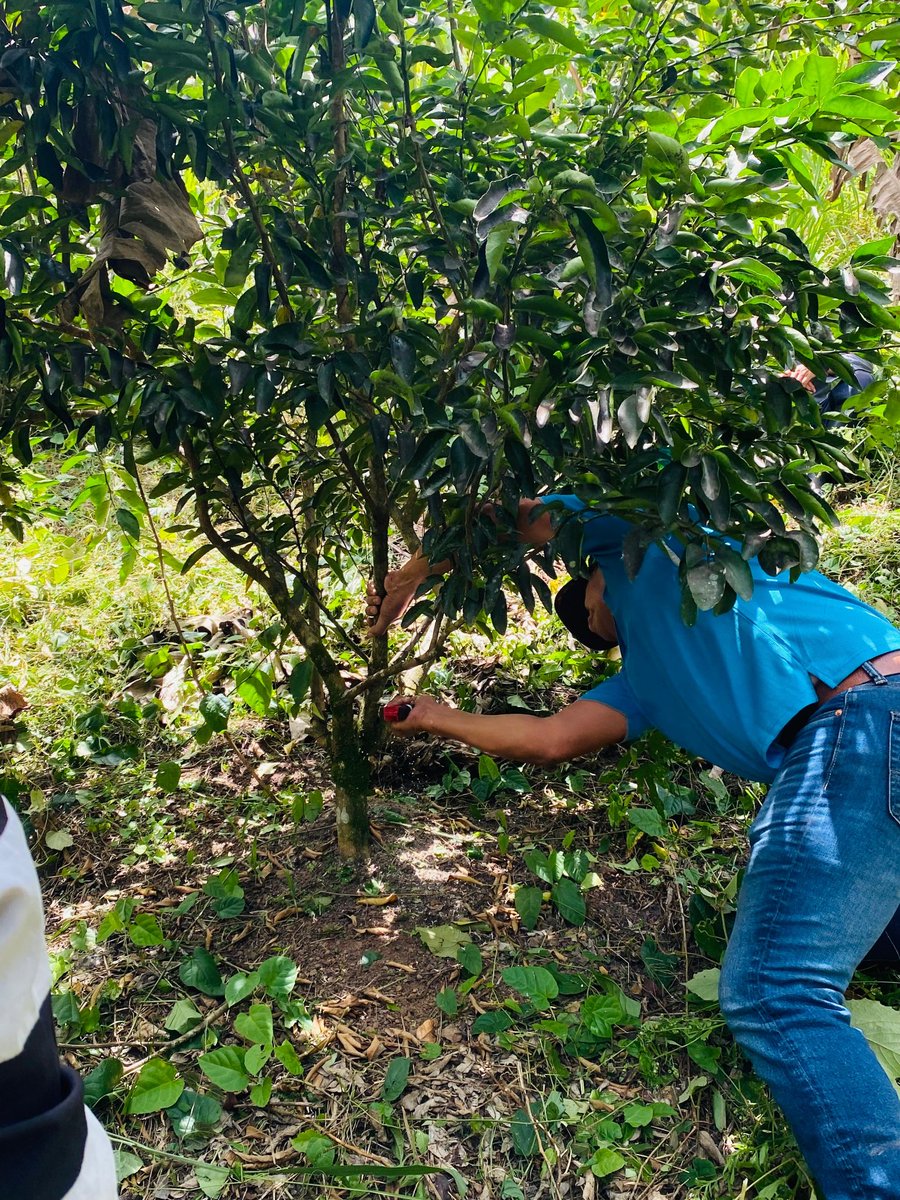MiBiosfera's tweet photo. caoba, cedro,  laurel entre otros. Se visitó la finca y con apoyo de profesores de la @unaghonduras  se logró desarrollar una escuela de campo teniendo como tema:  el Manejo Agronómico en cultivo limón https://t.co/nhuK5vVSe6