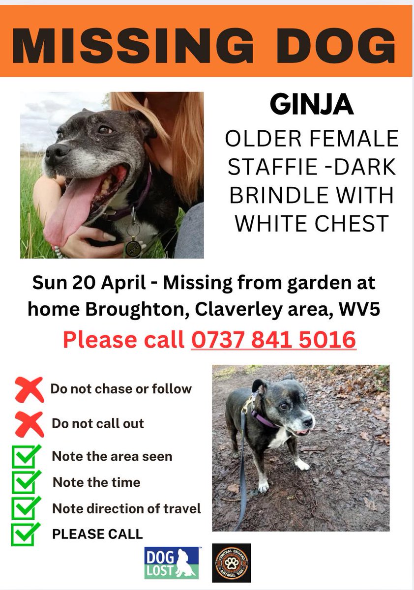 The_Animal_Team's tweet photo. GINJA went #missing from the garden at her home #Broughton #Claverley area, #WV5 on #EasterSunday 20/4/25. She is an older adult #Staffie, dark brindle with white chest/paws/muzzle. She was wearing a purple collar & is tagged, chipped & spayed. Scar on belly where lump was removed. DL: https://t.co/gv3CuhHVye #MissingDog #LostDog #DogsOfTwitter