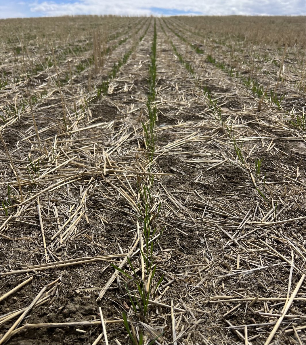 Pasta plants off to a good start!