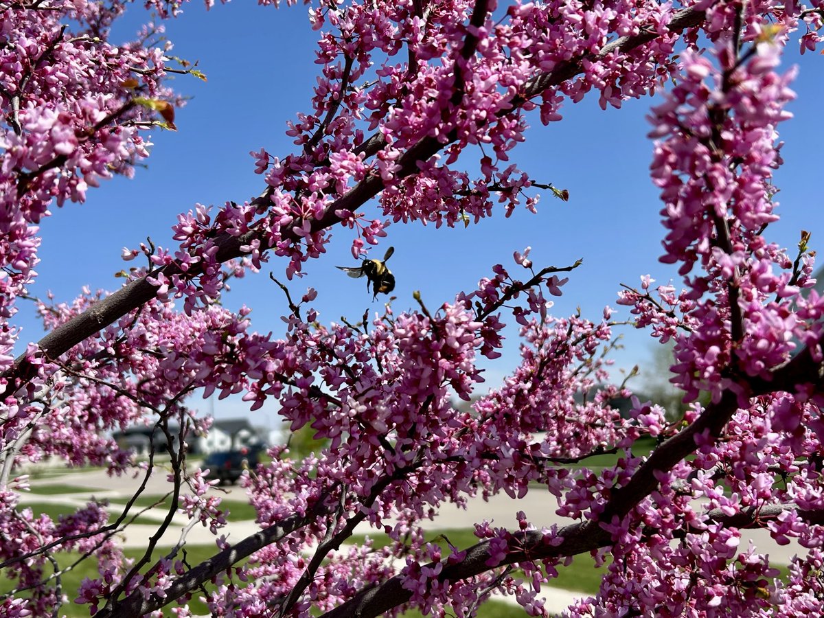 spauldo40's tweet image. Bees are loving my #redbud this spring!  #operationpollinator ⁦@SyngentaTurf⁩