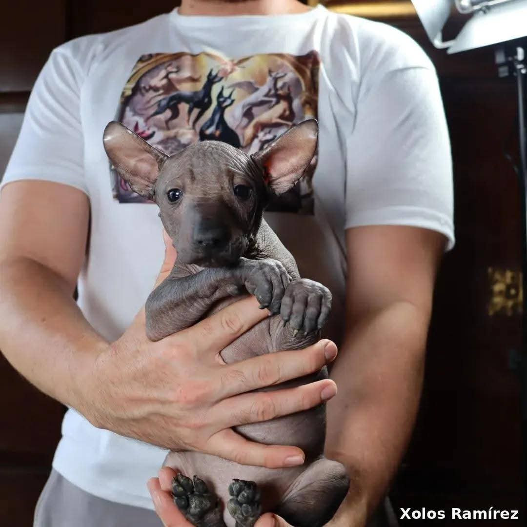 xolosramirez1's tweet photo. Aketzali es una xoloitzcuintle de gran belleza y personalidad encantadora. Su piel brillante y su mirada profunda reflejan la nobleza ancestral de su raza.
Estado: Reservada.
#xoloitzcuintle #xolosramirez #xolodog #intermediatexolo https://t.co/xXJ2tsOu35