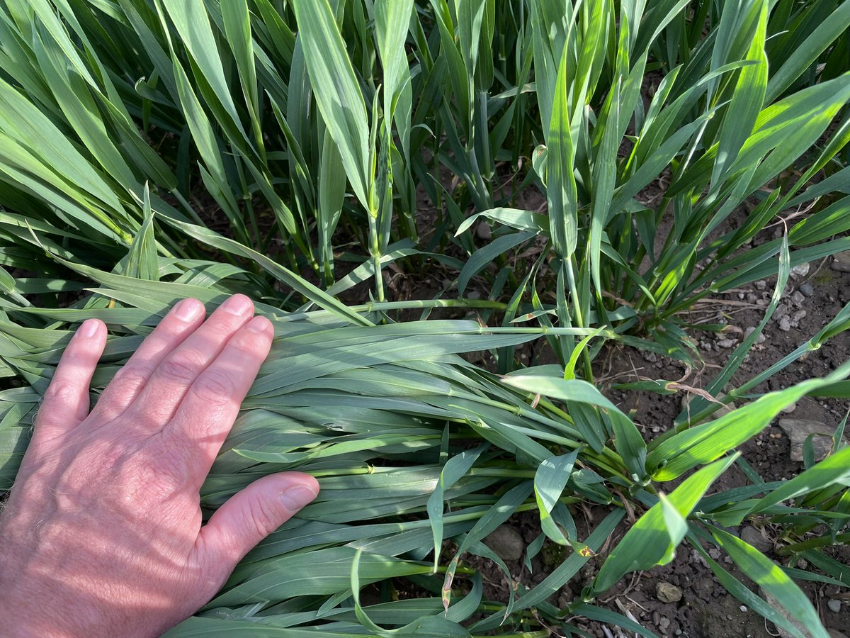 John Dunne (@john_dunne_) on Twitter photo This year couldn’t be much more different in terms of Septoria pressure here. 3rd leaf emerged on RGT Hexton so time for T1. It didn’t receive a T0. We know the Septoria is coming but we’re starting in a good position. <a href="/ragtseedsuk/">RAGT Seeds UK</a> This year couldn’t be much more different in terms of Septoria pressure here. 3rd leaf emerged on RGT Hexton so time for T1. It didn’t receive a T0. We know the Septoria is coming but we’re starting in a good position. <a href="/ragtseedsuk/">RAGT Seeds UK</a>