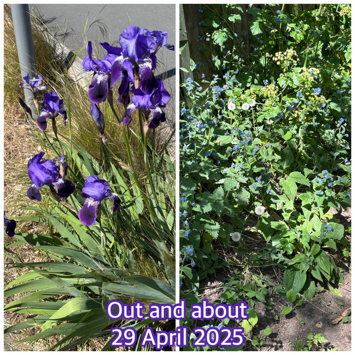 Gardening <a href="/redhouse_alde/">The Red House, Aldeburgh</a>. Great working with Kirsty, planting replacement hedge &amp; watering in. Was whacked when we finished at 1 o’clock - must be getting old! Made chicken soup in pressure cooker, caught up on puzzles, sorted out ISA that matured today. Evening with Insp Lynley.