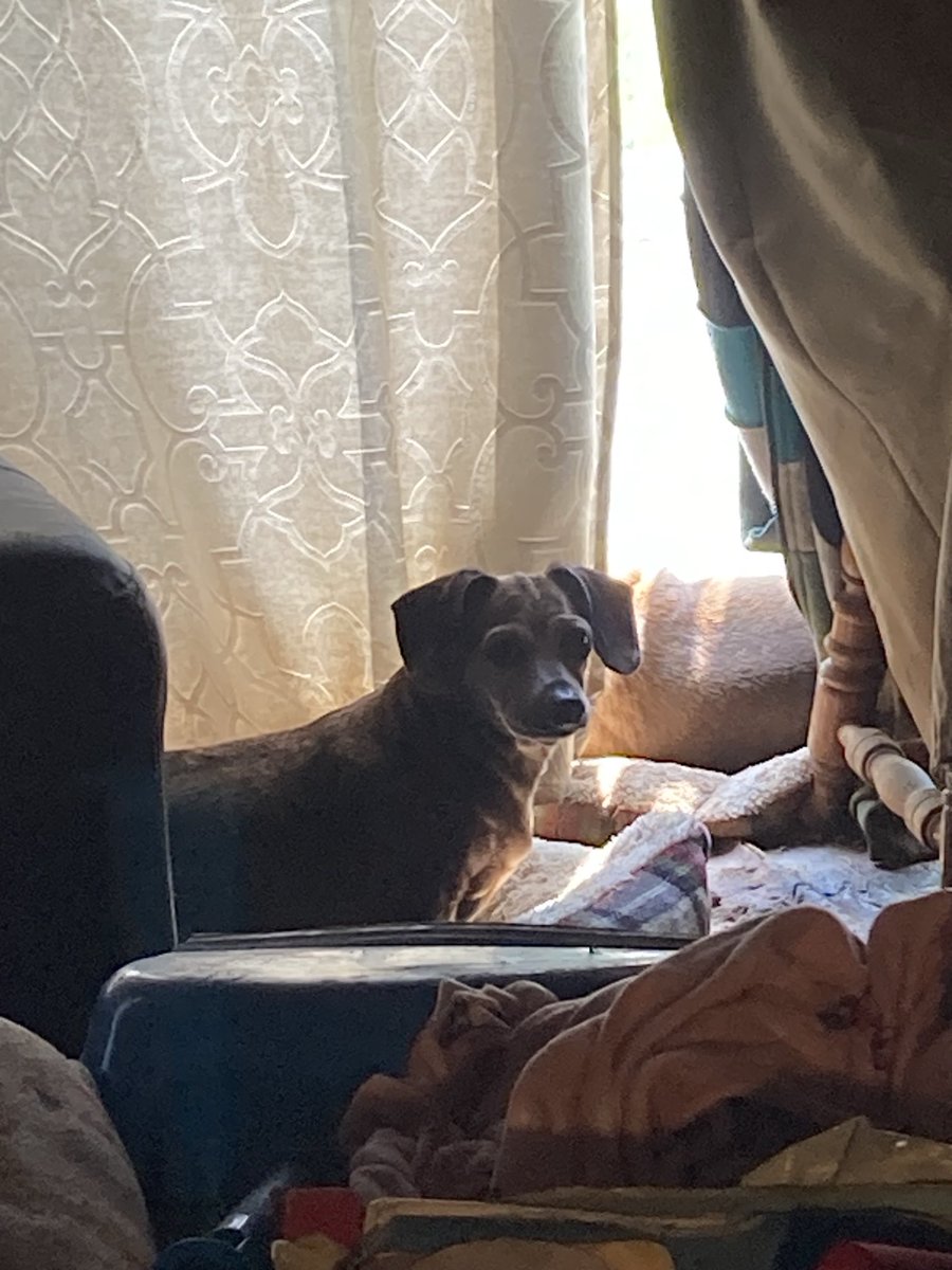 Patches getting ready to make Brother Ruddy move over n share the nice Sun Puddle