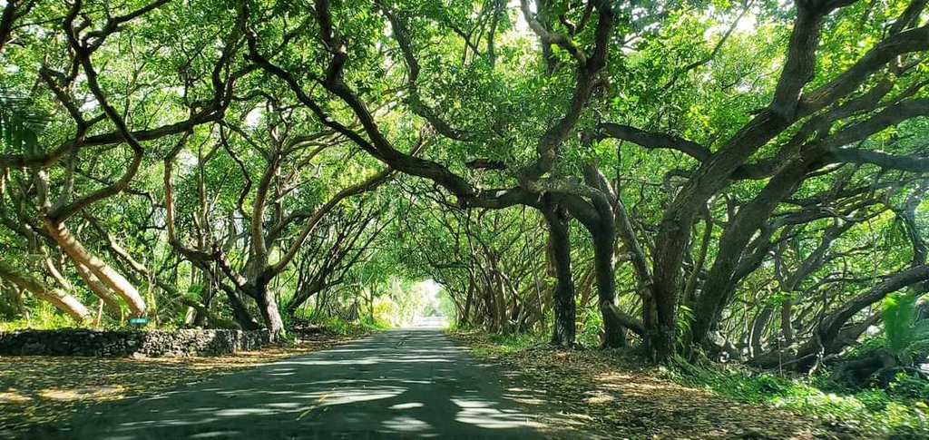 <a href="/obligatraveler/">obligatory traveler</a> <a href="/DenaliNPS/">Denali National Park</a> <a href="/LiveaMemory/">Live a Memory</a> <a href="/cherrydude/">Eric Patrick</a> <a href="/HHLifestyleTrav/">Hannah : HH Lifestyle Travel</a> <a href="/travelstustring/">travel on a stu-string</a> <a href="/pipeaway_travel/">Pipeaway</a> <a href="/drugstoredivas/">Lisa at Drugstore Divas</a> <a href="/OneDelightfulL/">One Delightful Life</a> <a href="/sisbehaving/">Sisbehaving | travel bloggers</a> <a href="/sl2016_sl/">Seema</a> All fabulous #Top4Roads!
I'm sharing a few favorites for last week's #Top4Theme. We had family from Maryland visiting and enjoyed a few local road trips. 😊
🏍 Needles Highway, South Dakota 
🏁 Open road, Saskatchewan, Manitoba
🏍 Lytton, B.C. 
🛣 Tree tunnel, Hawaii