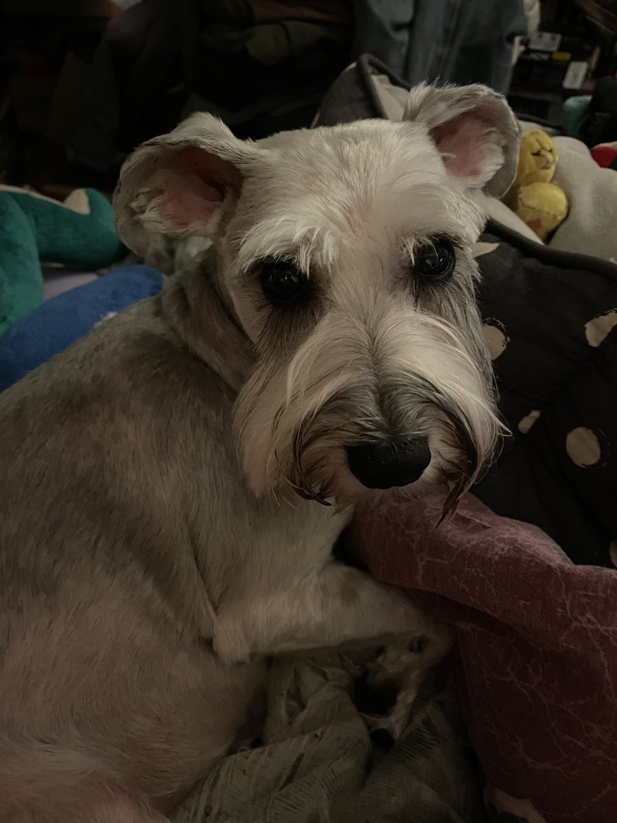 Somebody got her grooming in today!!
🥰🥰🥰