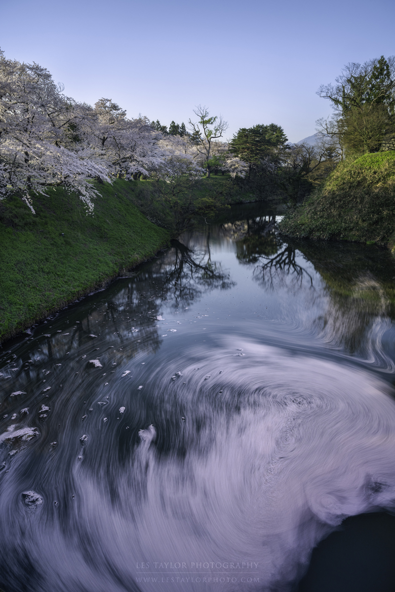 lestaylorphoto's tweet photo. Scenes around Tsurugajo Castle in Fukushima Prefecture last week during cherry blossom season. #japan #nikon #鶴ヶ城 https://t.co/DLgkzb1LWv