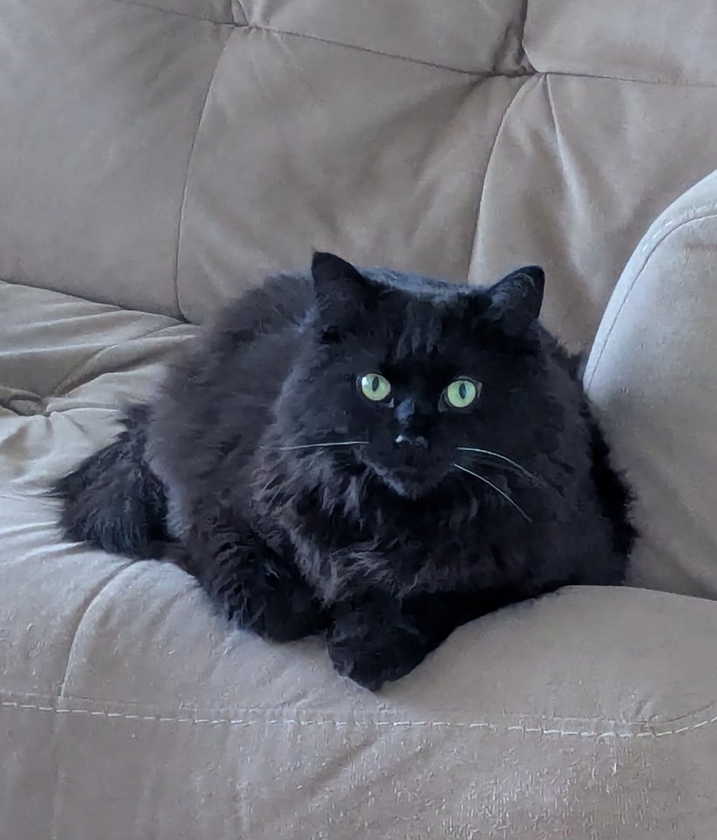 Good evening from Ottawa 🇨🇦! I greeted Mom with this mildly disdainful look when she got home. She went to "the office" and left me alone for eleventy billion hours!😾 The nerve!!! Now get my treatos and my supper Mom - Enough of your shenanigans! #CatsOfTwitter #cats #blackcats