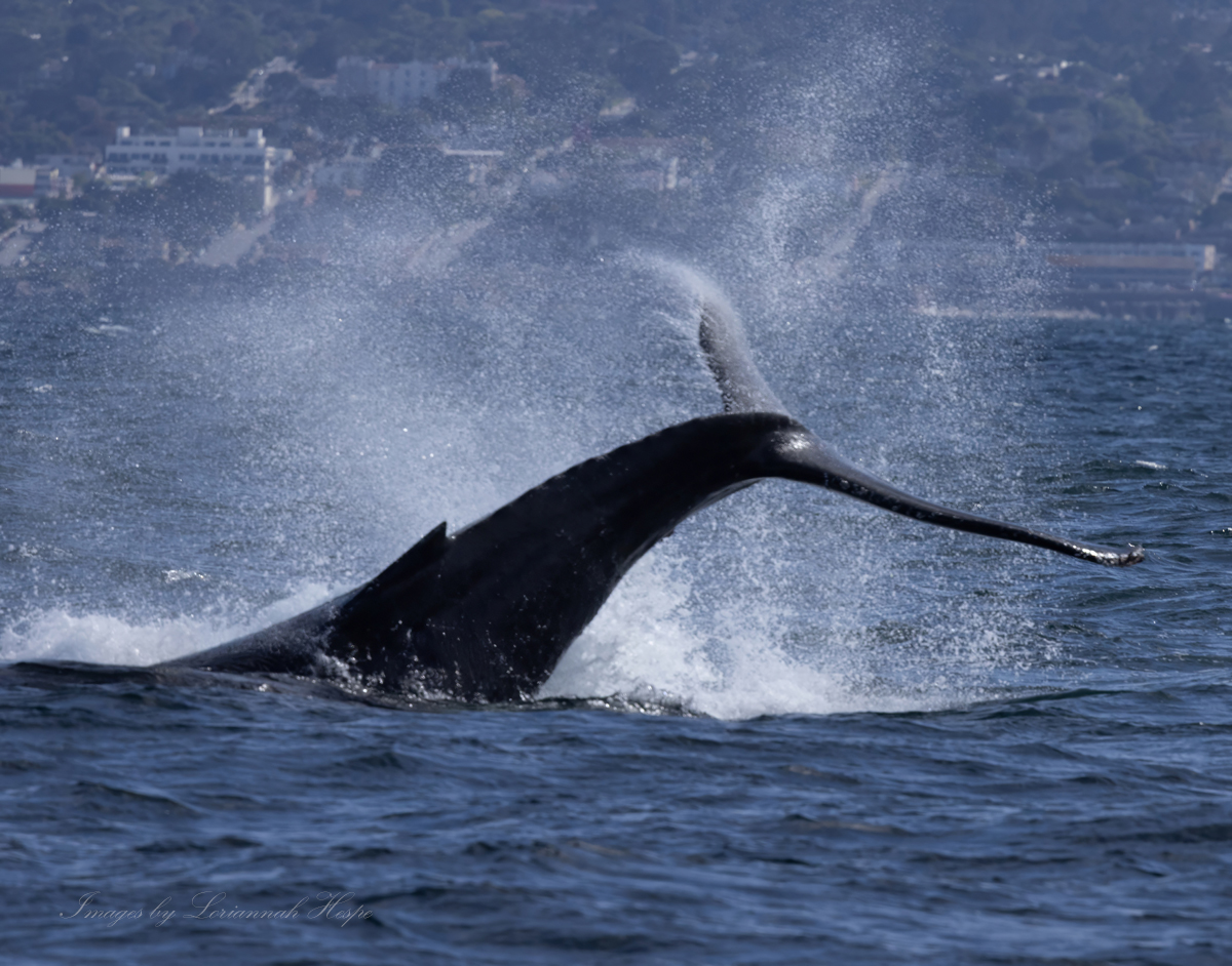PMWW's tweet image. Humpback  whales are known for a wide variety of surface behaviors, from tail slapping, pectoral fin slapping and even breaching. Our trips on 4/26  were lucky to see all of these surface behaviors!

photos by @loriannah