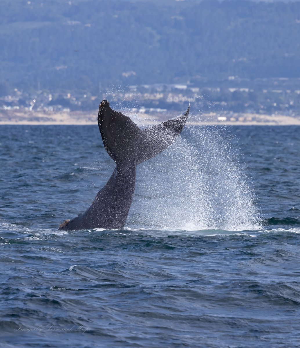 PMWW's tweet image. Humpback  whales are known for a wide variety of surface behaviors, from tail slapping, pectoral fin slapping and even breaching. Our trips on 4/26  were lucky to see all of these surface behaviors!

photos by @loriannah