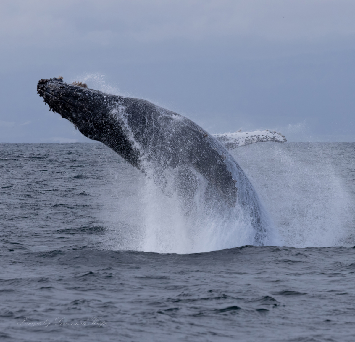 PMWW's tweet image. Humpback  whales are known for a wide variety of surface behaviors, from tail slapping, pectoral fin slapping and even breaching. Our trips on 4/26  were lucky to see all of these surface behaviors!

photos by @loriannah