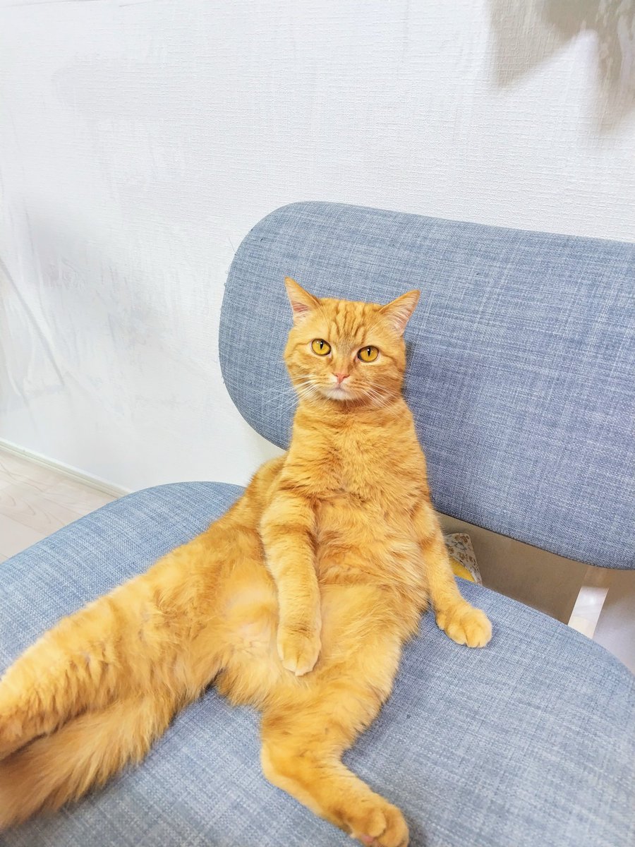 incense_sakura's tweet photo. 誰か座ってるなと思ったら、ちゃろたんでした🐈️
#ねこ
#猫のいる生活
#ちゃとら 
#家族 https://t.co/3nDpe4OHPb