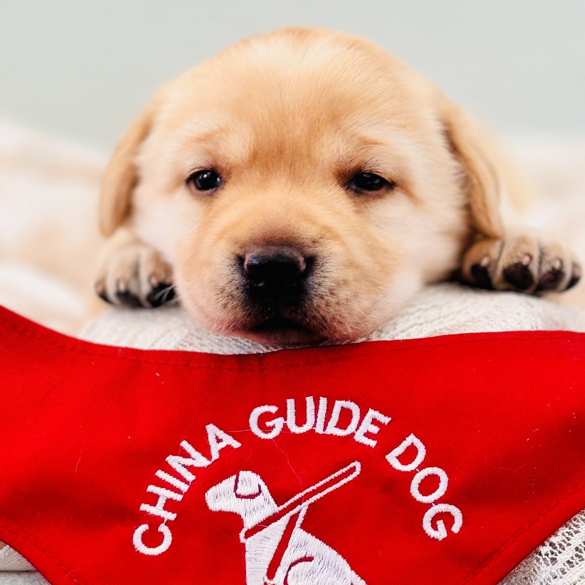 DiDiGlobal's tweet image. On #GuideDogDay, #DiDi celebrates 6 years of supporting guide dog programs. Since 2021, DiDi has offered priority dispatch and other accessibility services for visually impaired passengers with guide dogs. Over 3.1 million drivers have joined DiDi’s accessibility program.🦮