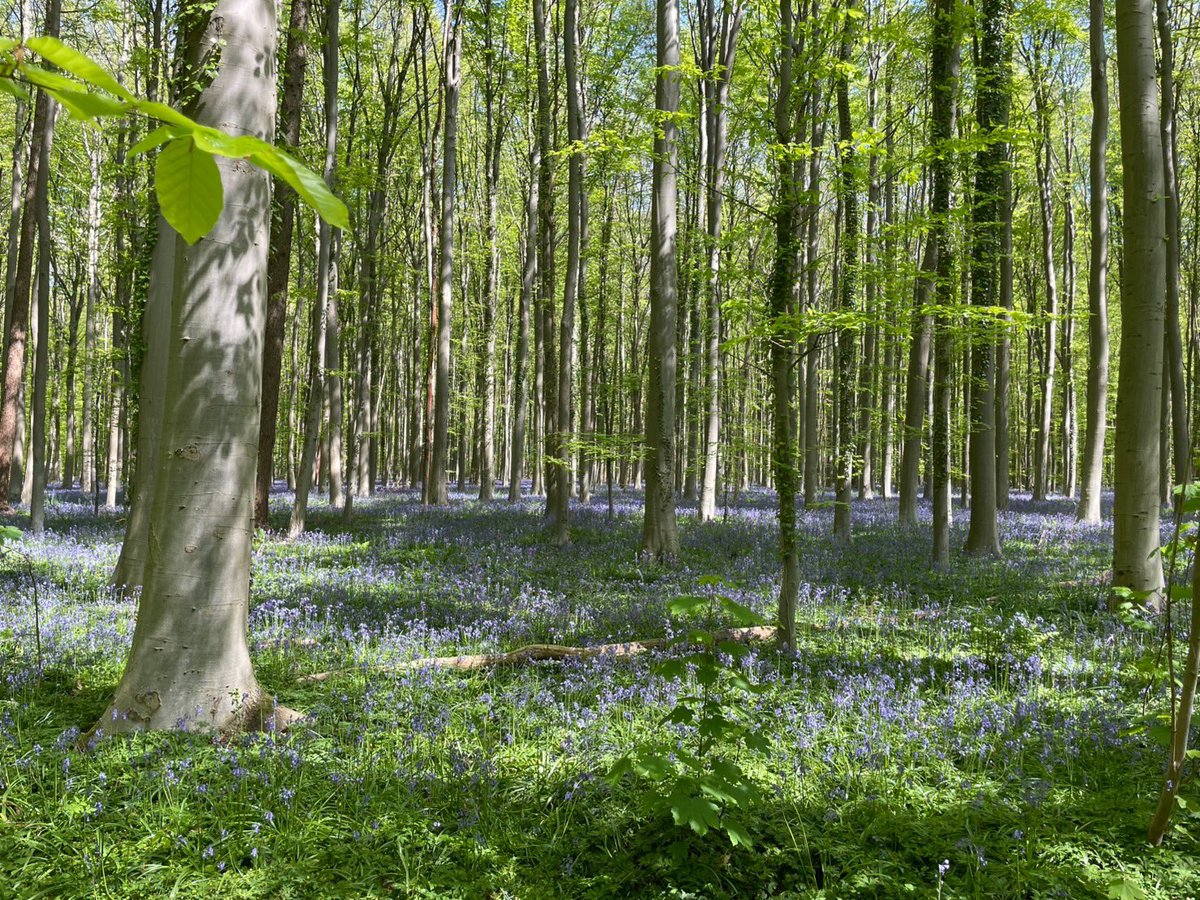 ベルギー🇧🇪便り ハルの森 ブルーベルが満開 《Halという広大な森の中