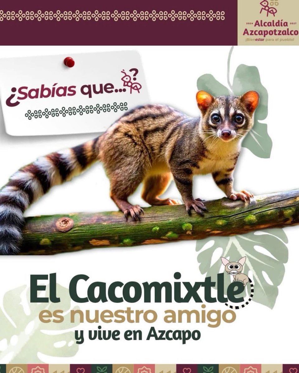 AzcapotzalcoMx's tweet photo. ¿Ya conoces al #cacomixtle?
Es nocturno, trepador, no transmite enfermedades y ayuda a controlar plagas como cucarachas, ratones e insectos.
Si te lo encuentras… no lo lastimes ni intentes atraparlo. ¡El cacomixtle es nuestro amigo y vive en Azcapo! https://t.co/MsUCgkfB85