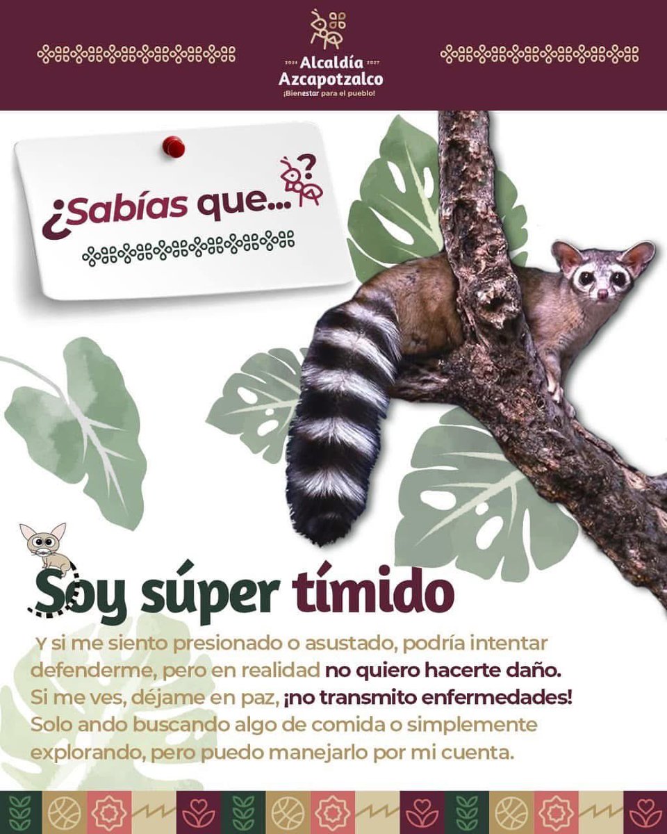 AzcapotzalcoMx's tweet photo. ¿Ya conoces al #cacomixtle?
Es nocturno, trepador, no transmite enfermedades y ayuda a controlar plagas como cucarachas, ratones e insectos.
Si te lo encuentras… no lo lastimes ni intentes atraparlo. ¡El cacomixtle es nuestro amigo y vive en Azcapo! https://t.co/MsUCgkfB85