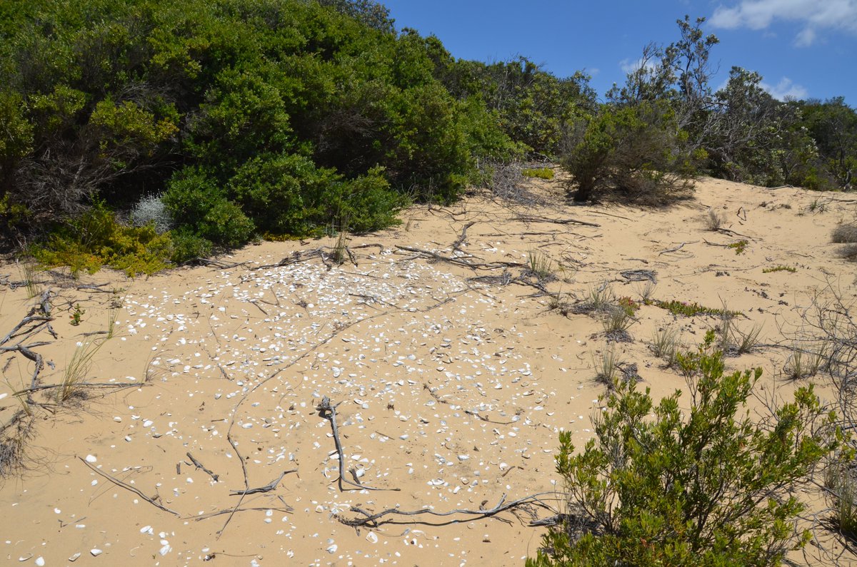 usyd_humanities (@usydsoh) on Twitter photo NOW OPEN: Postgraduate Research Scholarship in Coastal Archaeology
For PhD research on the coastal archaeology of GunaiKurnai Country (Gippsland, Victoria) for up to 3 years. Closes 9/7/2025
sydney.edu.au/scholarships/b…
<a href="/AustArchaeology/">AustArchAssoc</a> <a href="/archaeologyweek/">National Archaeology Week</a> <a href="/ArchAnthANU/">ANU School of Archaeology & Anthropology</a> <a href="/AustArchJ/">Australian Archaeology</a> NOW OPEN: Postgraduate Research Scholarship in Coastal Archaeology
For PhD research on the coastal archaeology of GunaiKurnai Country (Gippsland, Victoria) for up to 3 years. Closes 9/7/2025
sydney.edu.au/scholarships/b…
<a href="/AustArchaeology/">AustArchAssoc</a> <a href="/archaeologyweek/">National Archaeology Week</a> <a href="/ArchAnthANU/">ANU School of Archaeology & Anthropology</a> <a href="/AustArchJ/">Australian Archaeology</a>