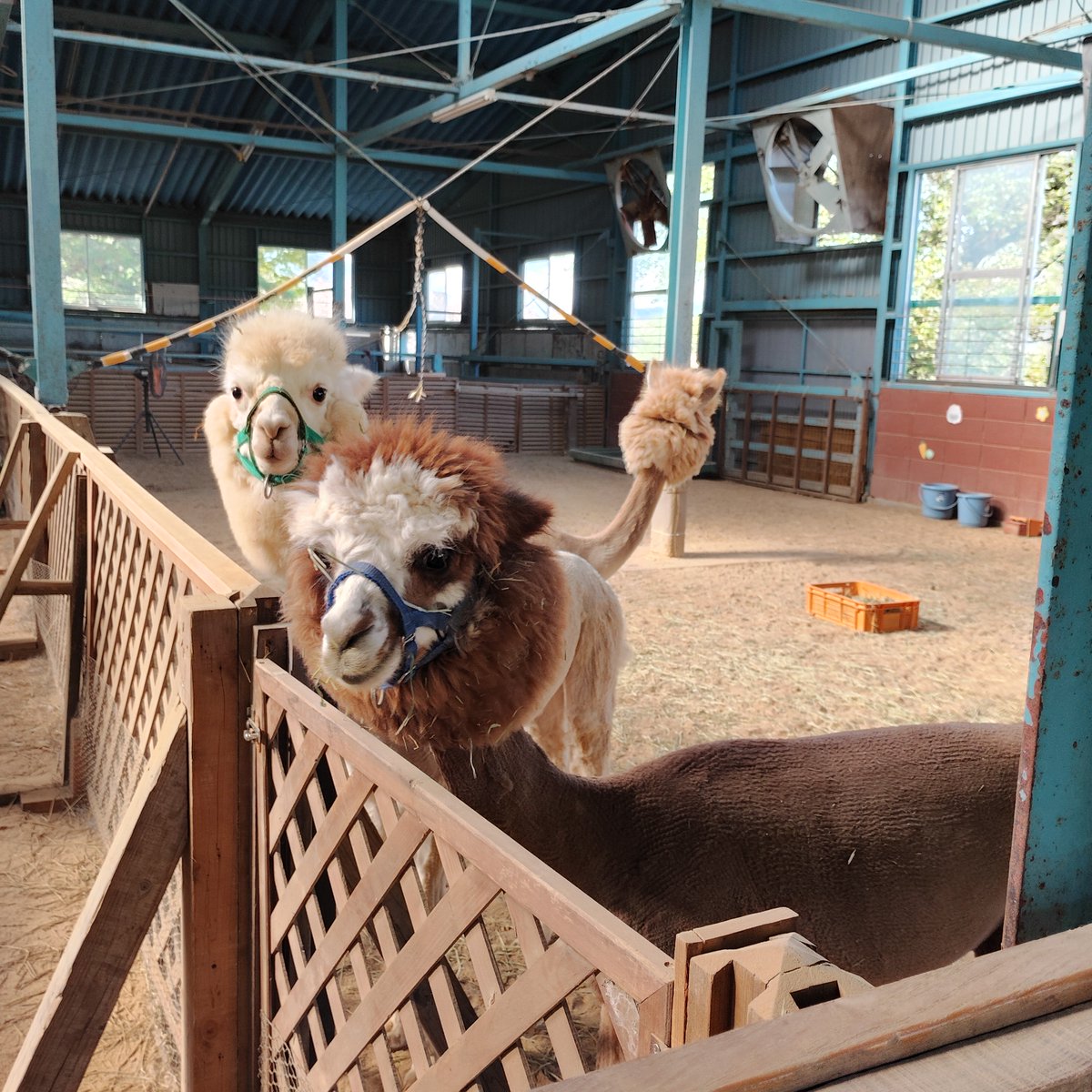 アルパカ ぬいぐるみ おもちゃ 動物 かわいい 柔らかい 肌触り良い 癒し系 清潔 安全 インテリア 置物 店飾り, image size:1200x1200