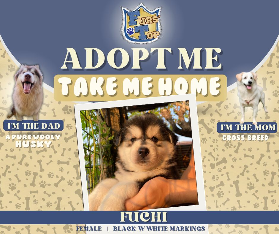 chisNdog's tweet photo. For rehoming/adoption (with adoption fee)
Husky-Crossbreed
Birthdate: March 07, 2025
Both Female
🐶 FUCHI (⚫️⚪️Black with White Markings) - Php 5,250
🐶 FREYA (🟤⚪️Grayish Brown - White) - Php 6,250
- with 5 in 1 vaccine
- complete deworming
Screening form:https://t.co/iaacXMmsHz https://t.co/sIqYpHClfP