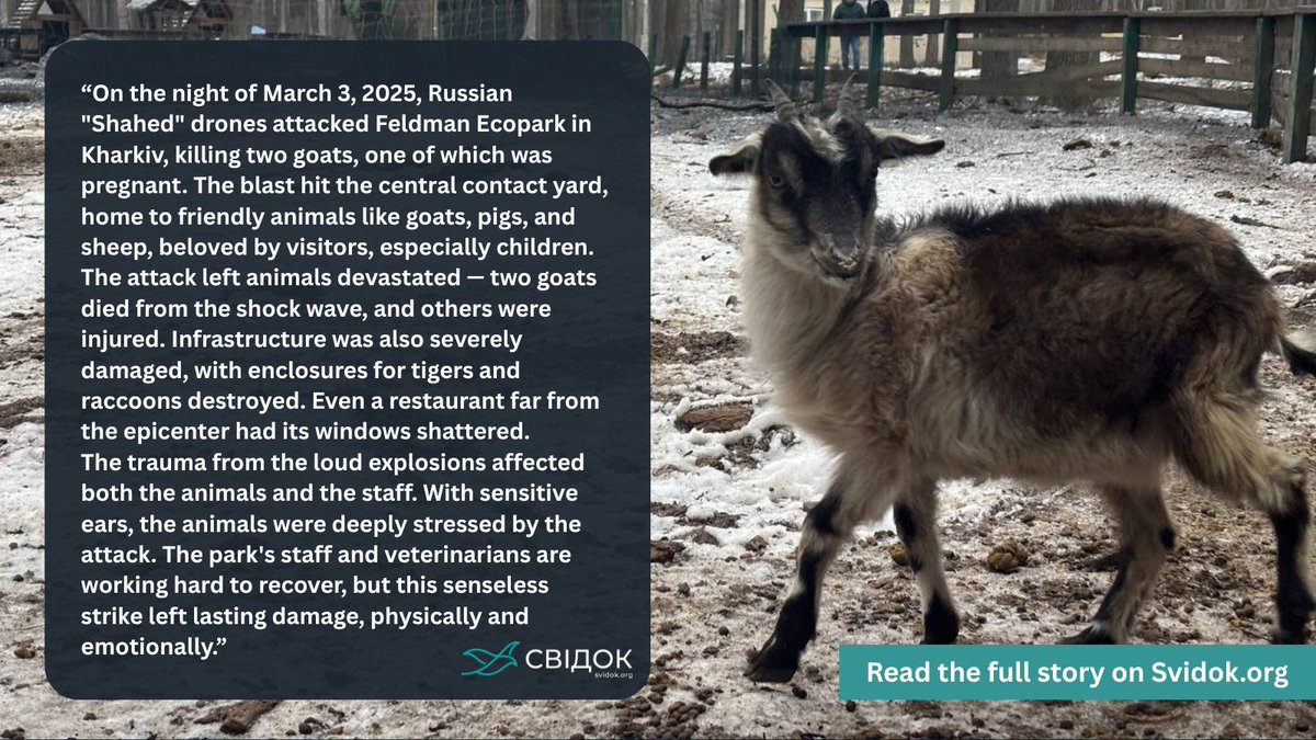On March 3, 2025, Russian "Shahed" drones attacked Feldman Ecopark in Kharkiv, killing two goats and damaging animal enclosures. The blast left animals traumatized, and staff are working to recover from the destruction.
Read more: svidok.org/notes/notatka-…