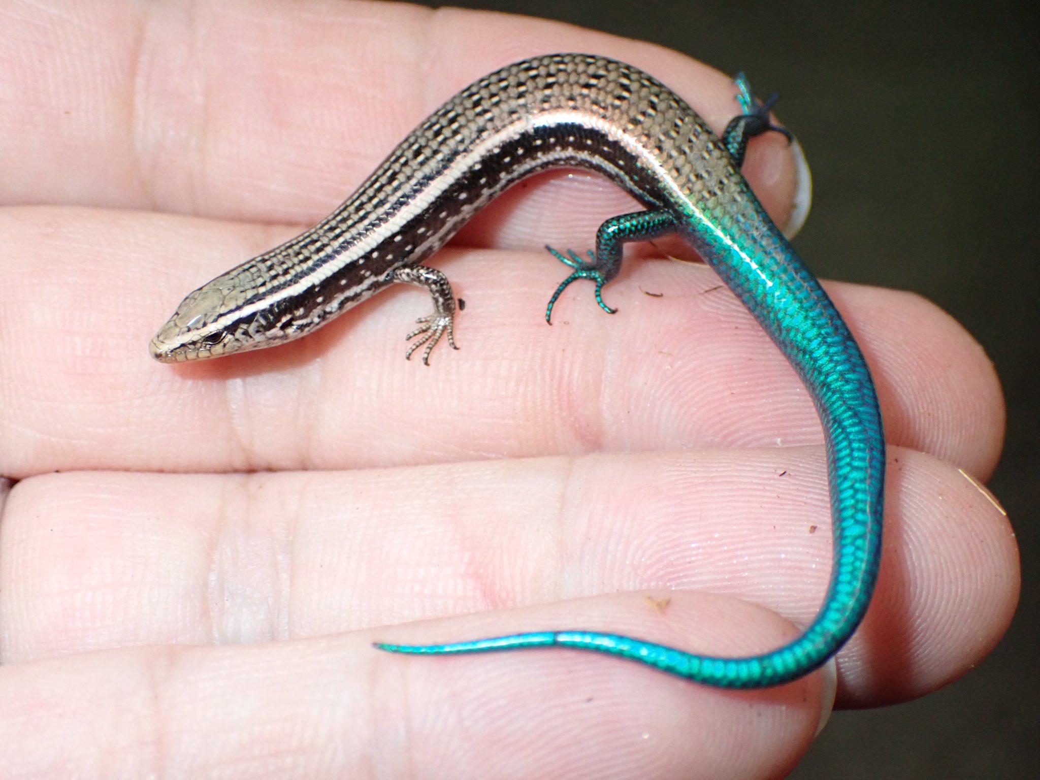 カナリアカラカネようやく！未アップ分スキンクの仲間＠みなとペポニ