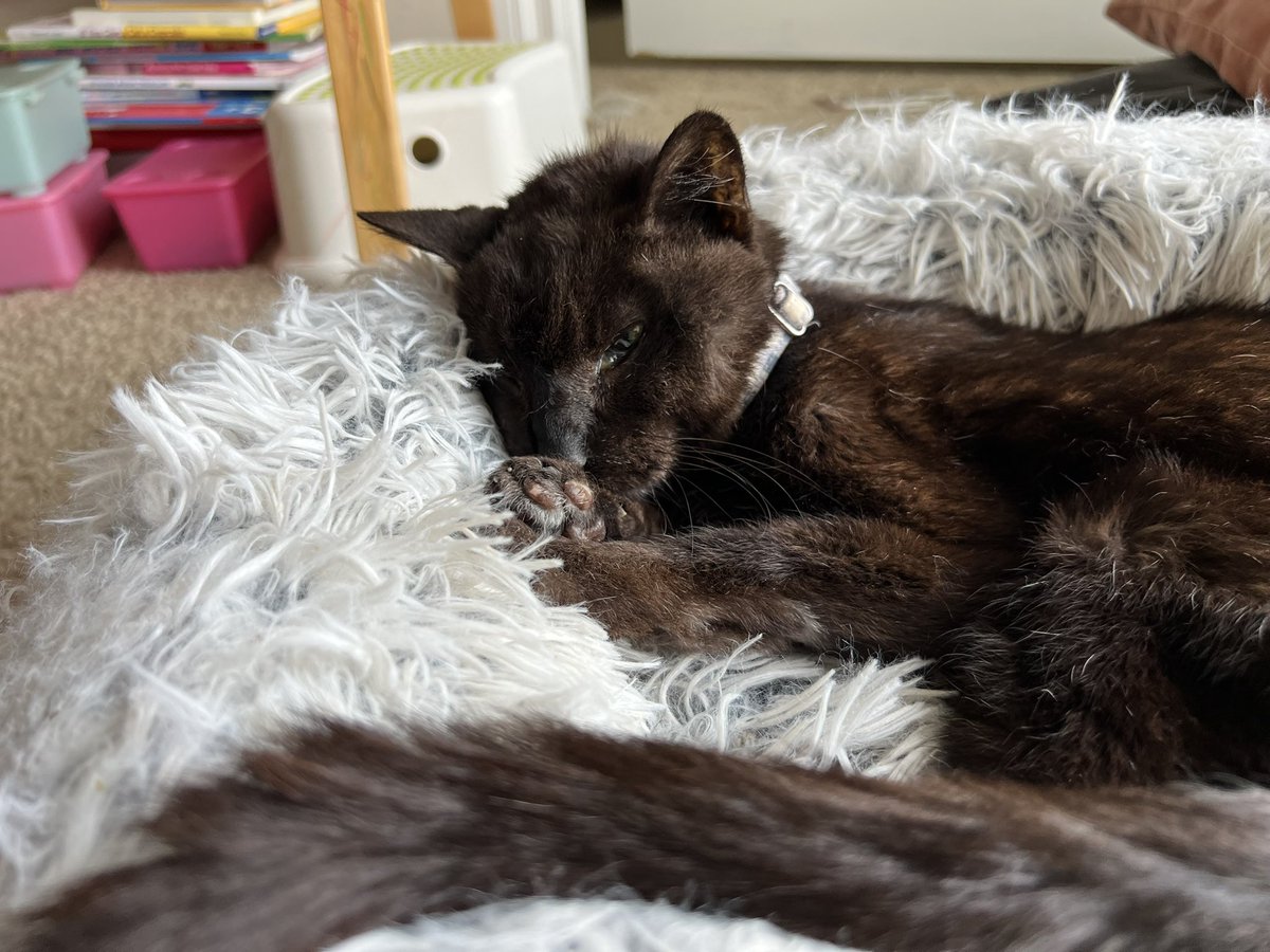 Update on Ralph
We took Ralph to one more vet today to get another opinion and they consulted with another vet regarding doing transfusions, but Ralph was not a candidate for it is too weak. The cancer was worse in his kidneys. He was an end stage renal failure. We made the hard