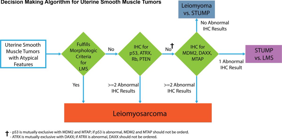 Yasamin Mirzabeigi, MD (@ymirzabeigi) on Twitter photo <a href="/DrGeeONE/">Olaleke Folaranmi</a> <a href="/Pathmath1/">Trupti Mandalia</a> <a href="/md_kyle/">Kyle Devins, MD</a> <a href="/OBGYNPATH/">Katja Gwin M.D.</a> <a href="/DrRanasaleh/">Rana Saleh, MD</a> <a href="/Dramanyhassany1/">Amany Hassan</a> <a href="/DrEstherAdler/">Esther Adler, MD</a> <a href="/AnneMillsMD/">Anne Mills</a> <a href="/DanGrahamMD/">Dan Graham</a> <a href="/01sth02/">syed t. hoda</a> <a href="/Greg_Charville/">Greg Charville</a> To me, it looks more smooth muscle than IMT, but have you tried ALK IHC?
Also, for STUMP versus LMS, this algorithm might be helpful. I’ve cited the paper here for your reference. It was also discussed at USCAP 2025 a couple of times and we sometimes use it at our institution, <a href="/DrGeeONE/">Olaleke Folaranmi</a> <a href="/Pathmath1/">Trupti Mandalia</a> <a href="/md_kyle/">Kyle Devins, MD</a> <a href="/OBGYNPATH/">Katja Gwin M.D.</a> <a href="/DrRanasaleh/">Rana Saleh, MD</a> <a href="/Dramanyhassany1/">Amany Hassan</a> <a href="/DrEstherAdler/">Esther Adler, MD</a> <a href="/AnneMillsMD/">Anne Mills</a> <a href="/DanGrahamMD/">Dan Graham</a> <a href="/01sth02/">syed t. hoda</a> <a href="/Greg_Charville/">Greg Charville</a> To me, it looks more smooth muscle than IMT, but have you tried ALK IHC?
Also, for STUMP versus LMS, this algorithm might be helpful. I’ve cited the paper here for your reference. It was also discussed at USCAP 2025 a couple of times and we sometimes use it at our institution,