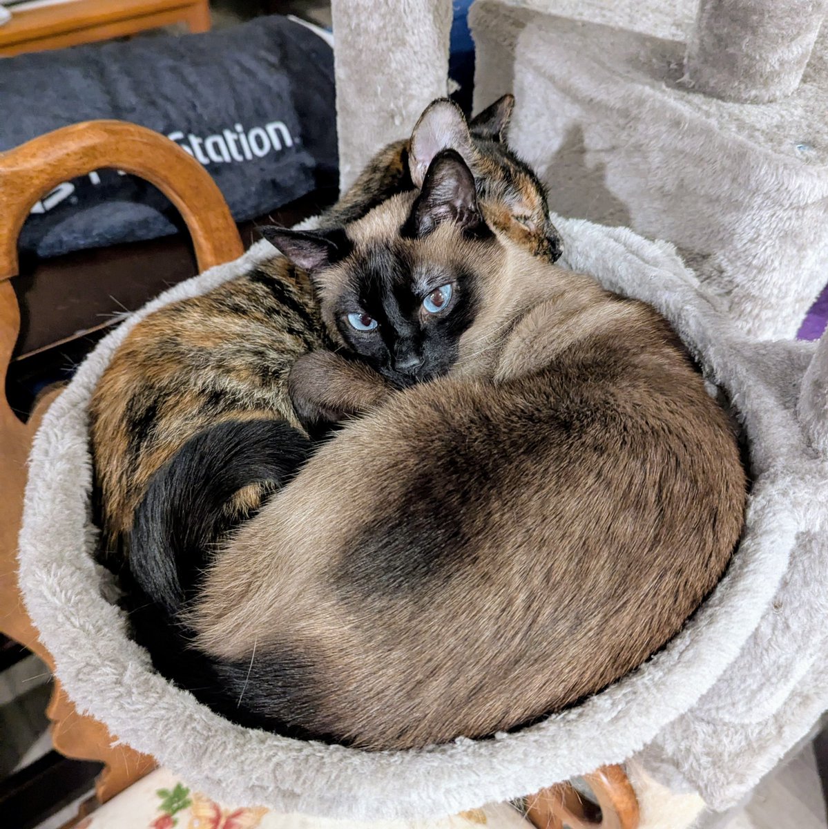 Anthony Pham tweet media