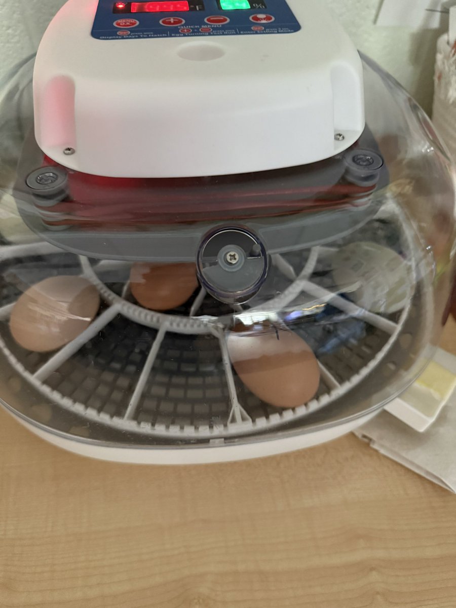 ๐๐๐ค๐ ๐ ๐ ๐ป๐๐๐๐๐ช (@jasonjdanley) on Twitter photo Our preschoolers are exploring life cycles firsthand with the arrival of caterpillars and chicken eggs! <a href="/NHTSCHOOLS/">North Hanover Schools</a> Our preschoolers are exploring life cycles firsthand with the arrival of caterpillars and chicken eggs! <a href="/NHTSCHOOLS/">North Hanover Schools</a>