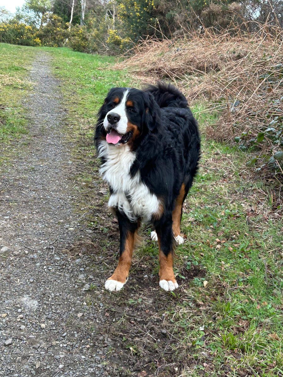 Padraig Harrington tweet media