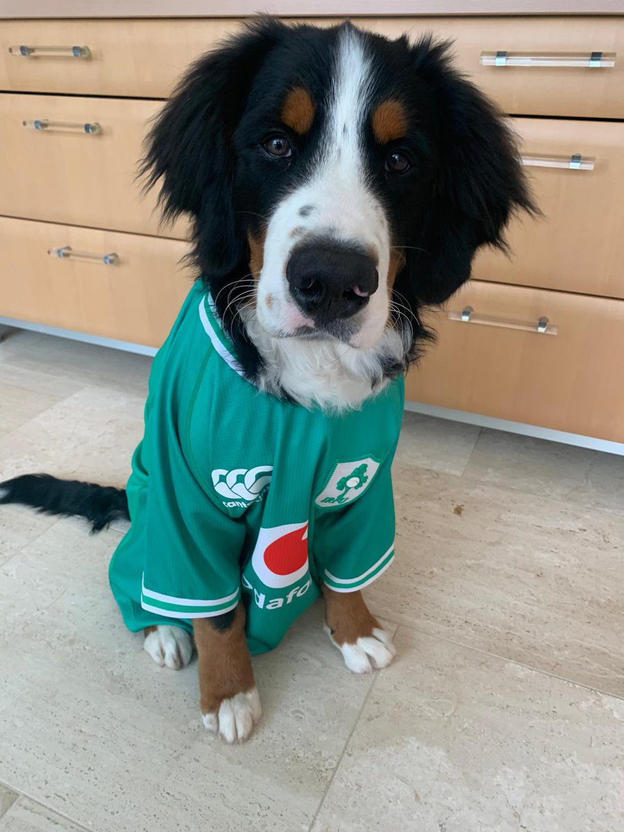 Padraig Harrington tweet media