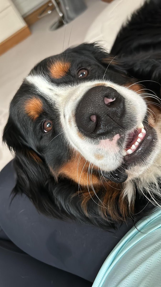 Padraig Harrington tweet media