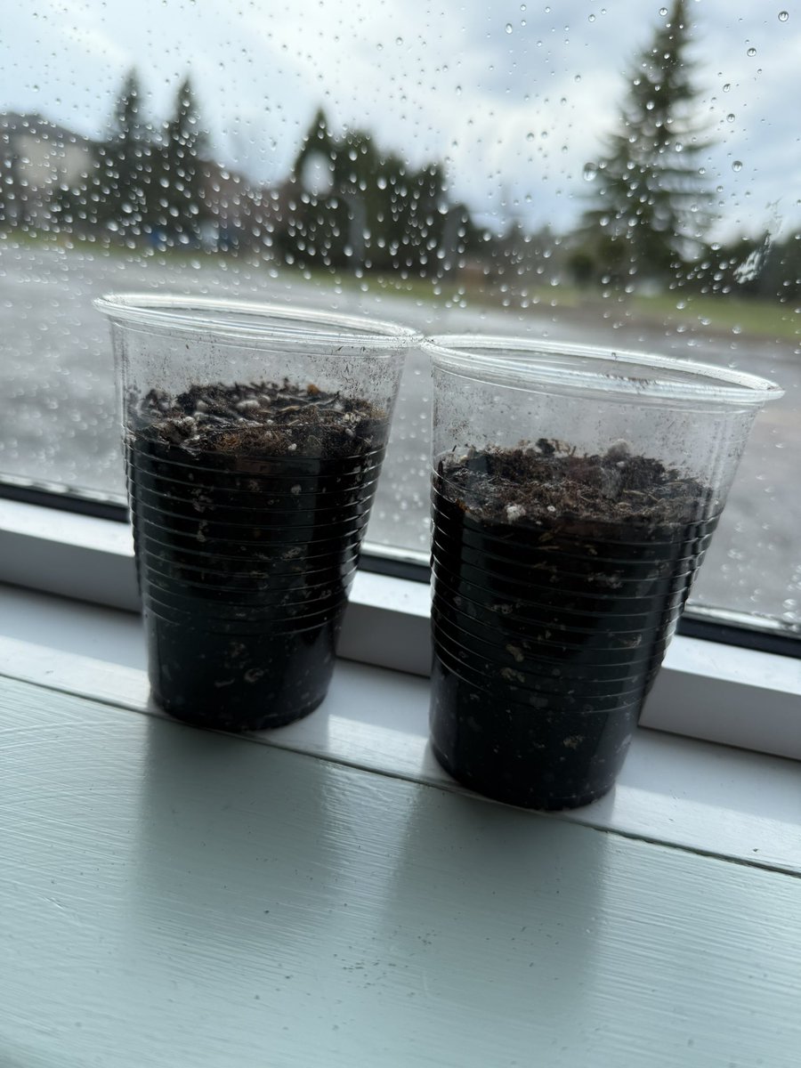Ms. Abbott (@msabbottocsb) on Twitter photo How to plant a seed! Another fun Procedural Writing activity mixed with some Science! Canโt wait to watch our seeds grow! ๐ฑ <a href="/StLukeNepean/">St. Luke School (Nepean)</a> How to plant a seed! Another fun Procedural Writing activity mixed with some Science! Canโt wait to watch our seeds grow! ๐ฑ <a href="/StLukeNepean/">St. Luke School (Nepean)</a>