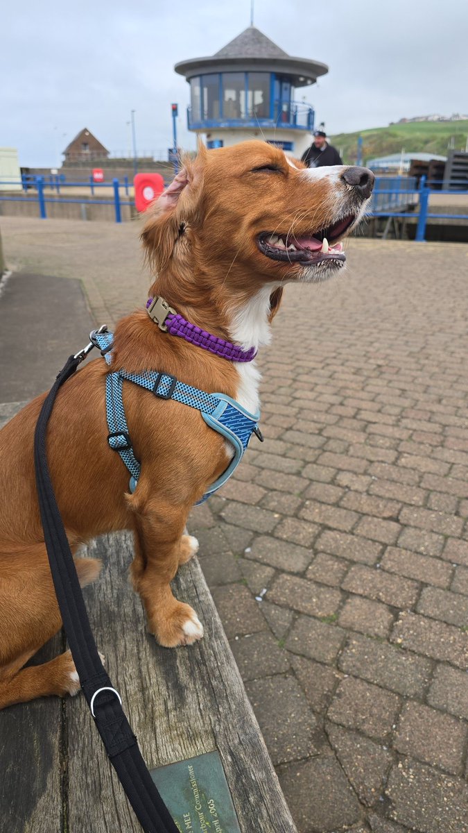 You ever seen a happier pooch? 🥹💜
