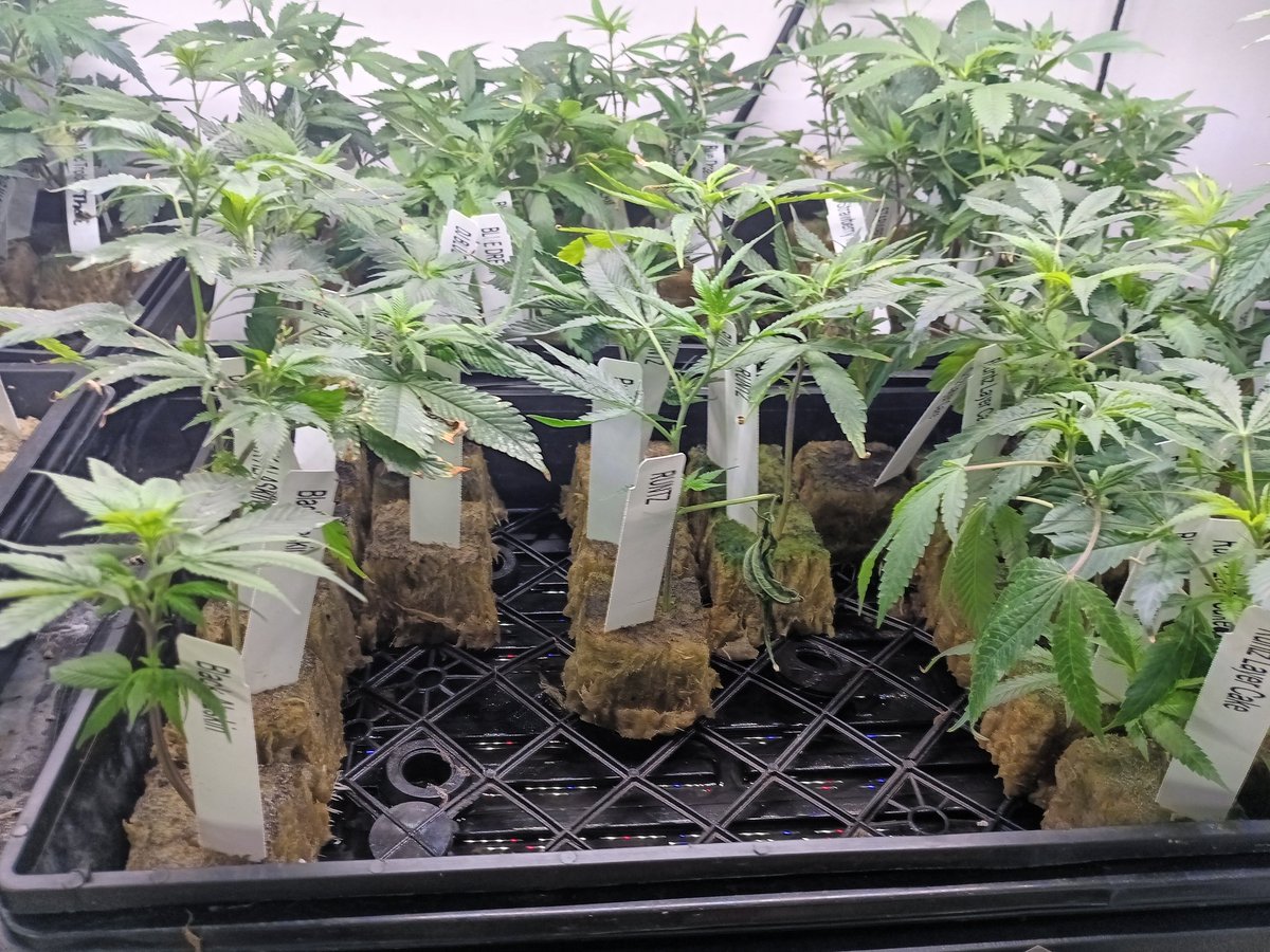 Clones available ! 20 $ shipped . Many strains.