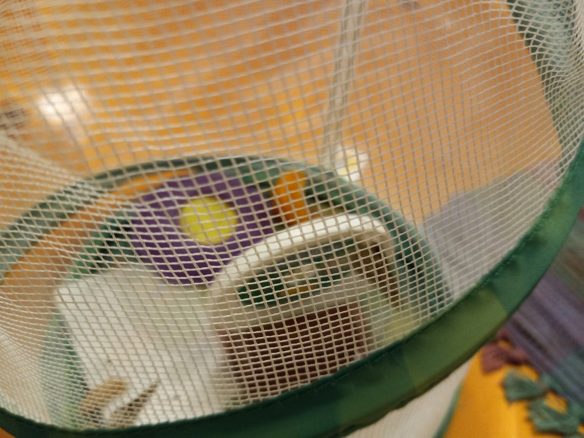Mrs. C. (@kinderteach571) on Twitter photo ๐ฆ will be arriving <a href="/HCPSGraham/">Graham Elementary</a> tomorrow, Wednesday - just in time to be released into our garden! 5 vs. 3 <a href="/oakparklions/">Oak Park ES</a> . So excited to s ๐ my students f ๐ces! <a href="/WeAreHAEST/">HAEST</a> <a href="/HCPSElemScience/">HCPSElemScience</a> <a href="/HCPSTNRegion2/">HCPS TN Region 2</a> <a href="/sharonwaite/">Sharon Waite</a> <a href="/KagelHothem/">Stacie Kagel-Hothem</a> ๐ฆ will be arriving <a href="/HCPSGraham/">Graham Elementary</a> tomorrow, Wednesday - just in time to be released into our garden! 5 vs. 3 <a href="/oakparklions/">Oak Park ES</a> . So excited to s ๐ my students f ๐ces! <a href="/WeAreHAEST/">HAEST</a> <a href="/HCPSElemScience/">HCPSElemScience</a> <a href="/HCPSTNRegion2/">HCPS TN Region 2</a> <a href="/sharonwaite/">Sharon Waite</a> <a href="/KagelHothem/">Stacie Kagel-Hothem</a>