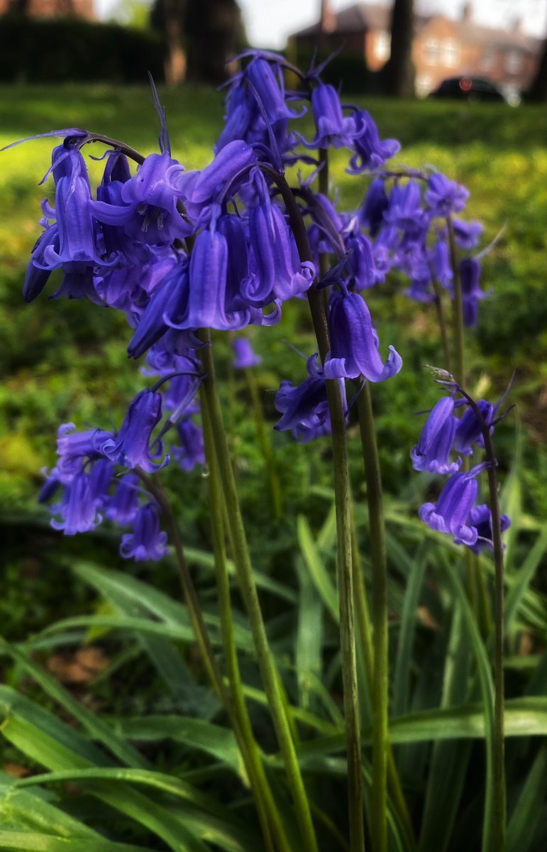 joymarie_h's tweet image. #springflower #springblooms #springwalks