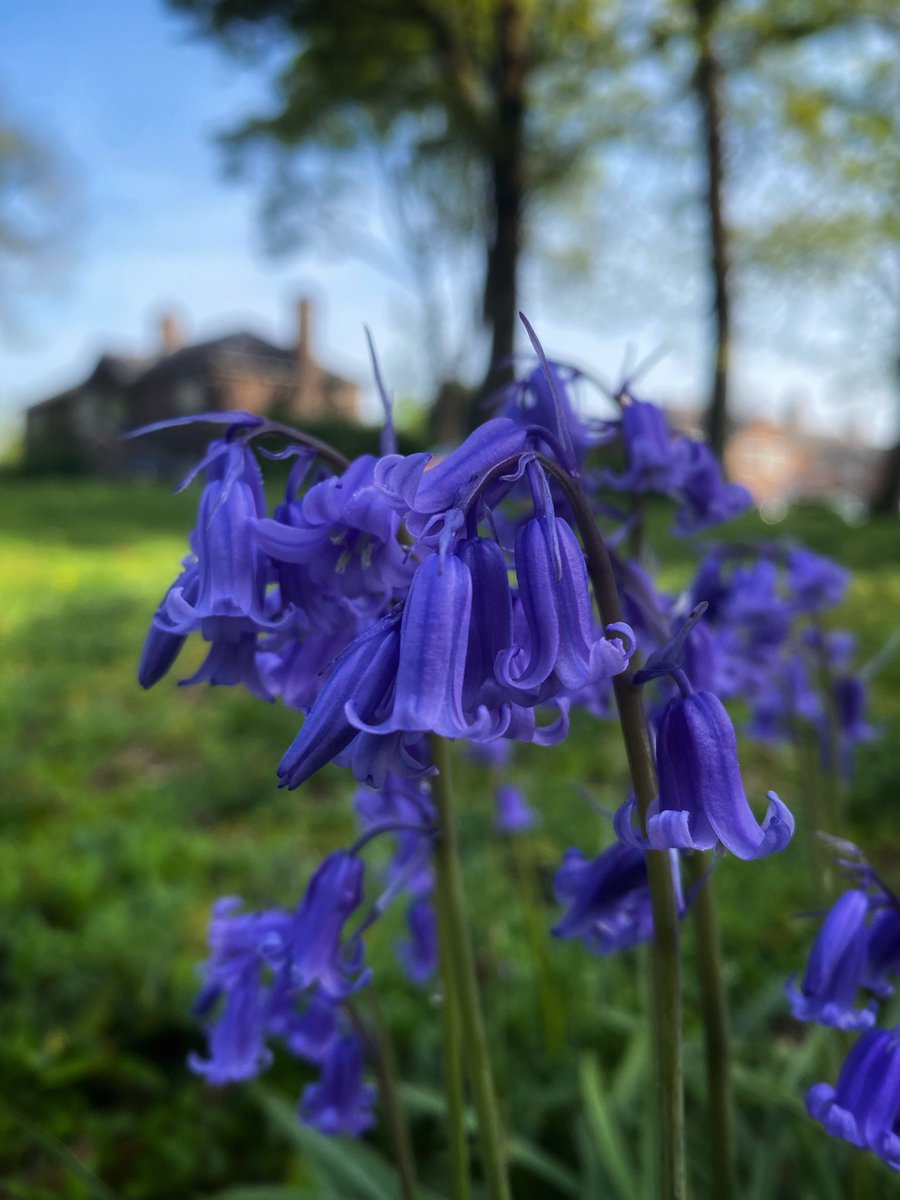 joymarie_h's tweet image. #springflower #springblooms #springwalks