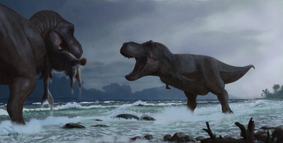 After a Tropical storm two Tyrannosaurus combing the beach for food, but one seems to have beaten the other to the spoils of the ocean first.