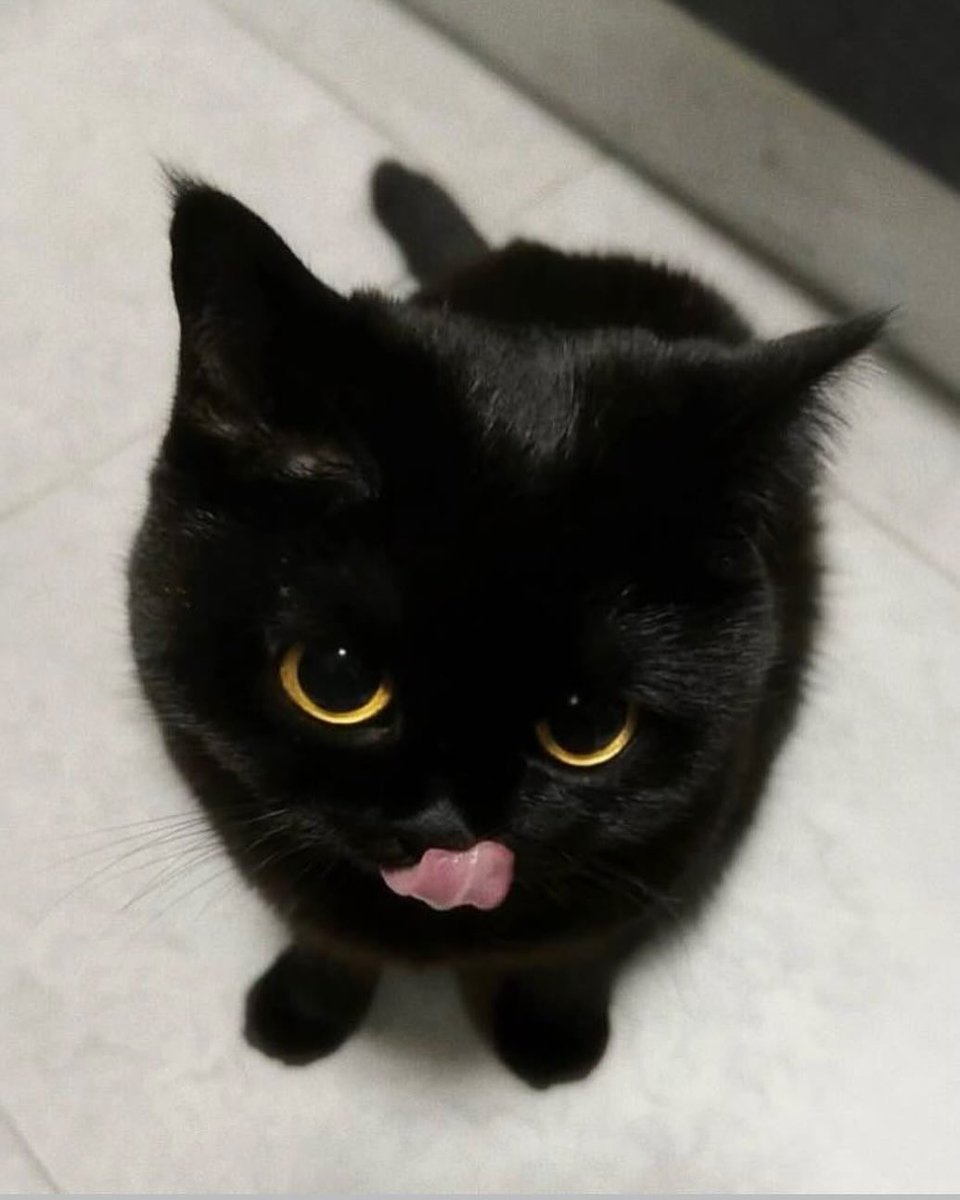 Catsillyness's tweet photo. 🐈‍⬛️ㅤ https://t.co/cNWLfCDi3Q