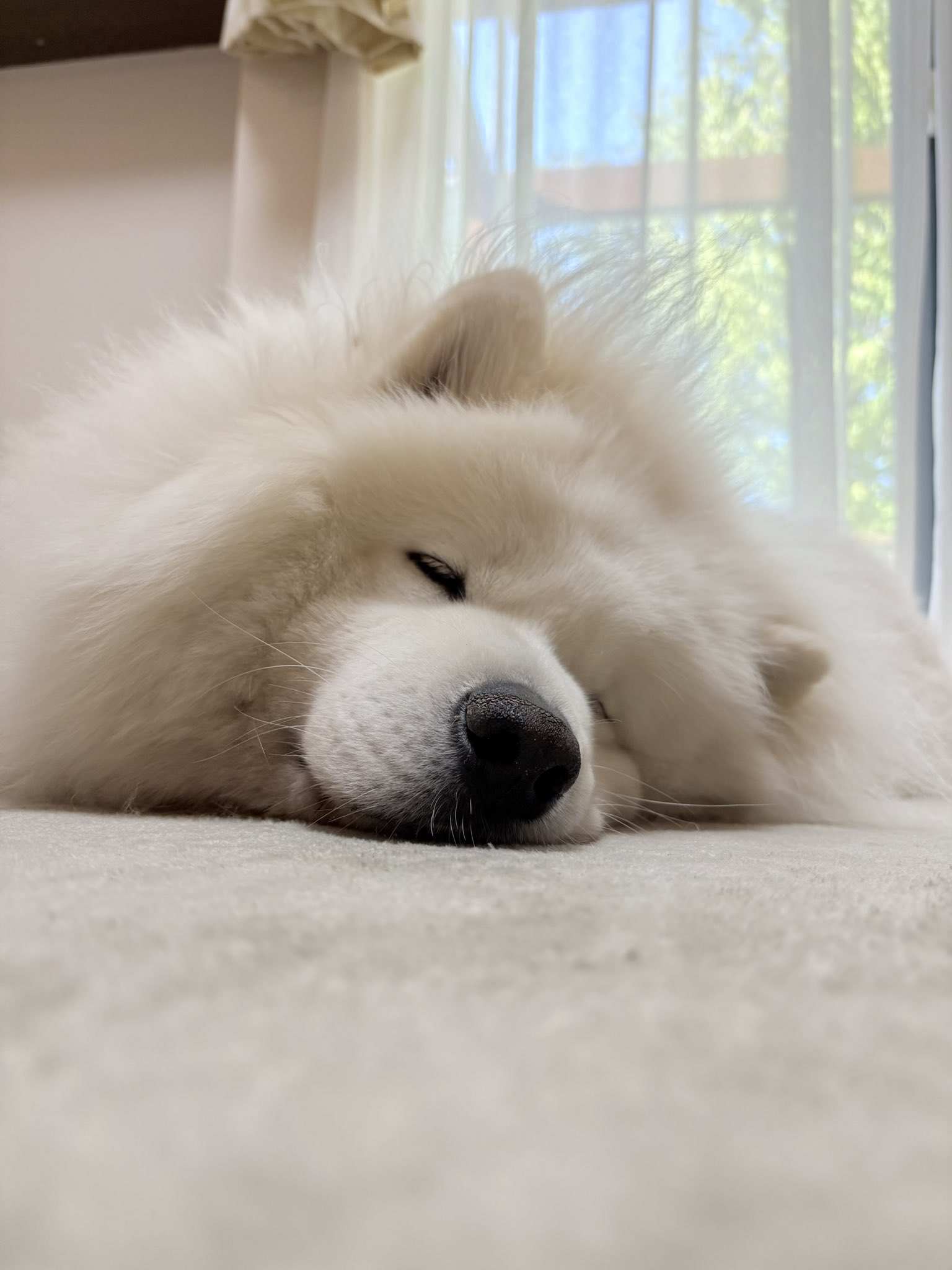 サモエドのサニー (@samoyedsunny) / X サモエドのサニー (@samoyedsunny) / X