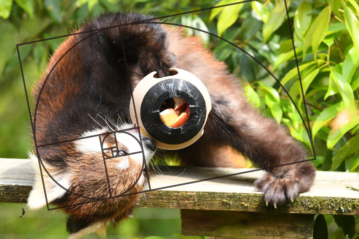 lamp_yr's tweet image. #Lesson4 #かえで #レッサーパンダ #いしかわ動物園