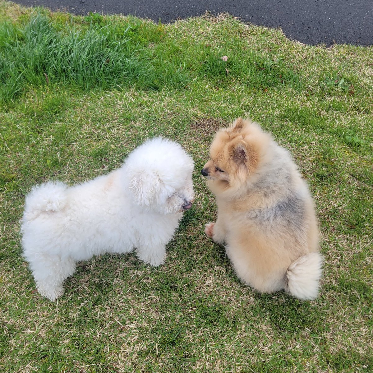 takahashi69's tweet photo. おはようございます☀️🙋‍♂️❗今朝🌄は犬友のエリー🐩に会いました🐾

散々匂い嗅いでマーキングして飼い主のところに戻る😎(笑)🤭
#犬友達
#犬のいる暮らし 
#犬のいる生活 
#犬との暮らし 
#dogfriend https://t.co/YwxfnXBiXk